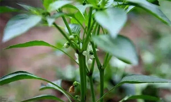 辣椒的分枝类型与结果特点是什么?
