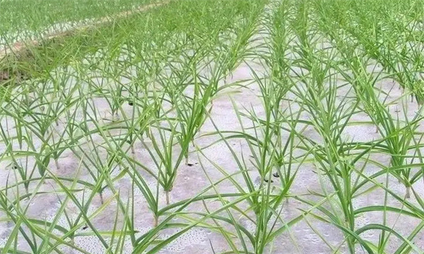 大蒜越冬期和返青期如何管理？