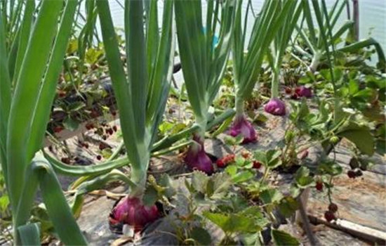 圆葱种植方法与时间、品种类型与田间管理