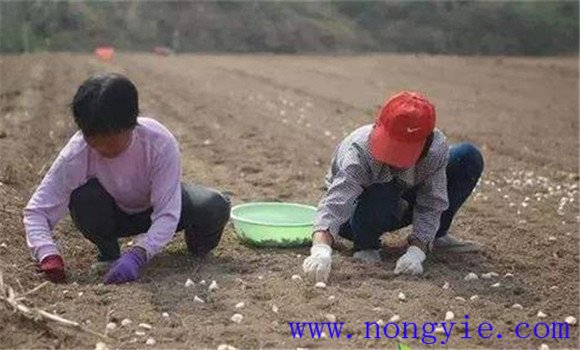 大蒜播种时间是几月 大蒜播种技术与步骤