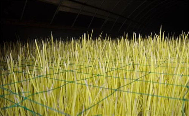 蒜黄种一次能收几次 一亩大棚蒜黄年收入是多少