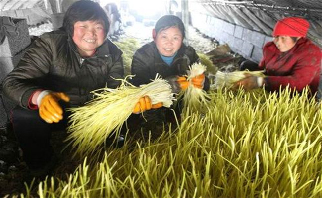 蒜黄种一次能收几次 一亩大棚蒜黄年收入是多少