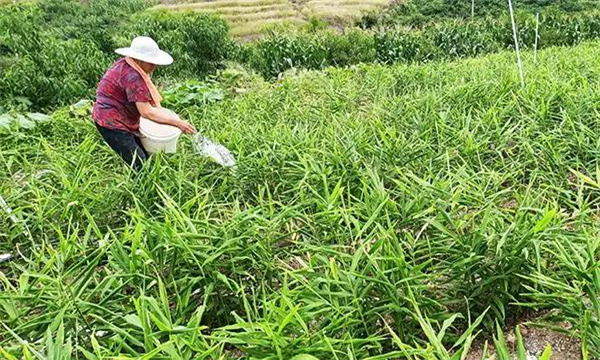 种植生姜怎样进行科学施肥？