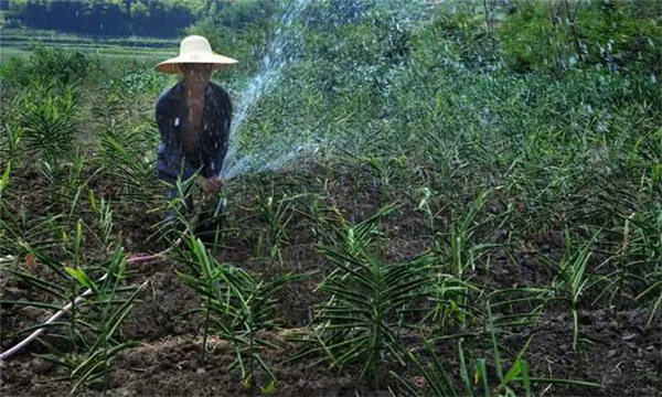 种植生姜时怎样合理浇水（生姜水分管理）