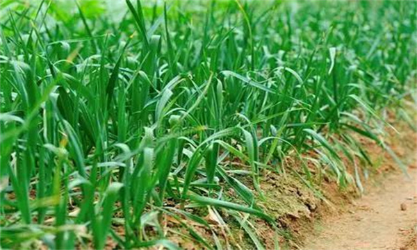 青蒜（蒜苗）露地高效栽培技术要点