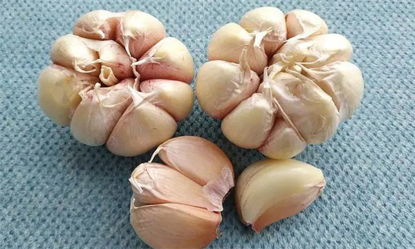 大蒜瘫苗和开花蒜、棉花蒜现象是怎样产生的？