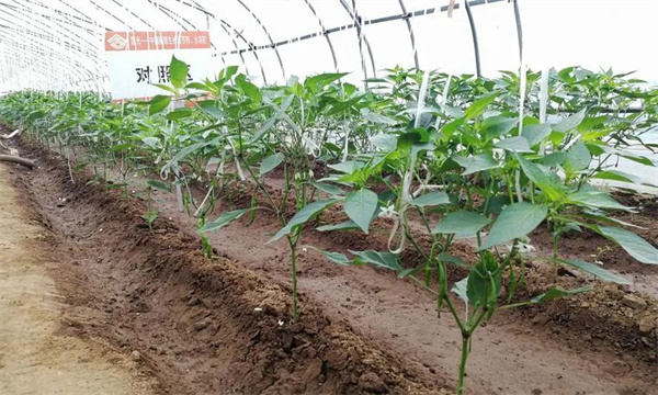 几种高效的辣椒冲施肥配方简介