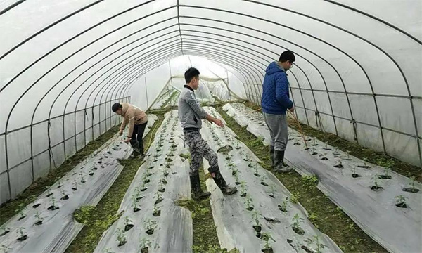 大棚辣椒施用二氧化碳气体肥的方法