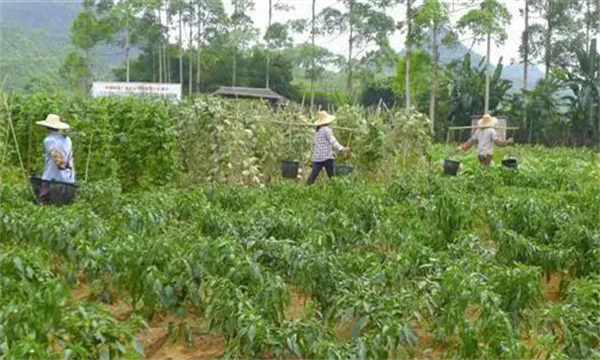 辣椒不同生长期如何施用肥料?