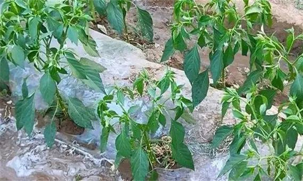 辣椒哪些肥料不可混用 辣椒合理施肥的几项原则