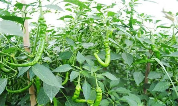 辣椒如何施用化肥 辣椒的施肥量如何掌握?