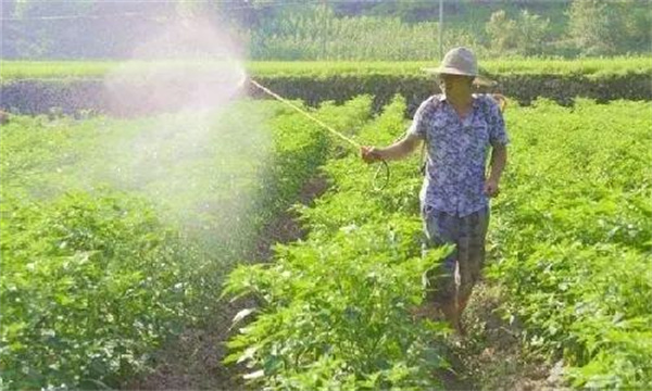 辣椒尿素的施肥方法，需要注意哪些问题？