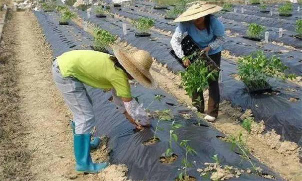 辣椒施用冲施肥有什么优点 需要注意哪些问题？