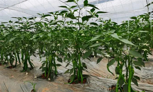 大棚辣椒施用控释肥的优点 施用控释肥注意事项