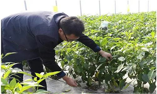 春荏辣椒如何整枝?