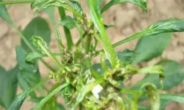 如何防治辣椒三落：落叶、落花、落果