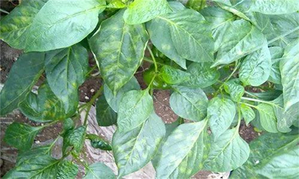 春季辣椒落花落果的原因及管理措施是什么?