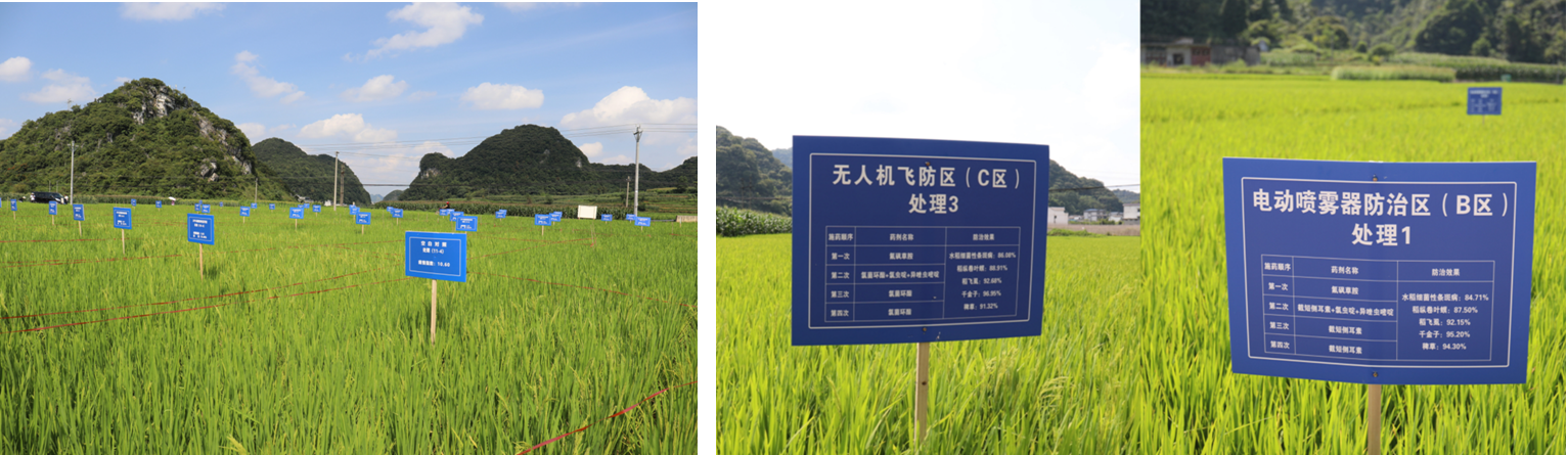 贵州大学三大创制农药，实现病害防控重大突破
