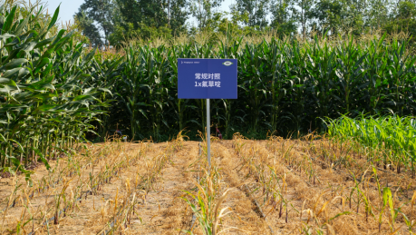 农业转基因技术的应用及其发展前景