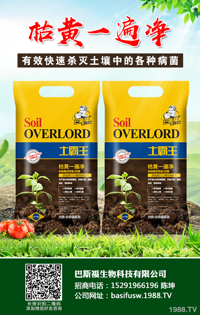 小麦叶子发黄怎么办？小麦叶子发黄防治技巧