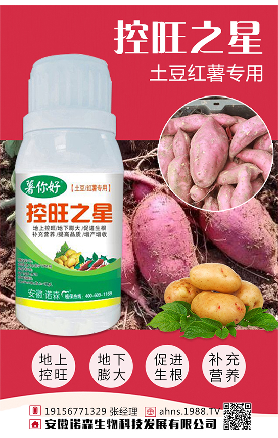 红薯育苗时间 红薯育苗方法