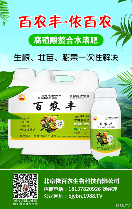红薯什么季节栽种,如何能将红薯栽种好?