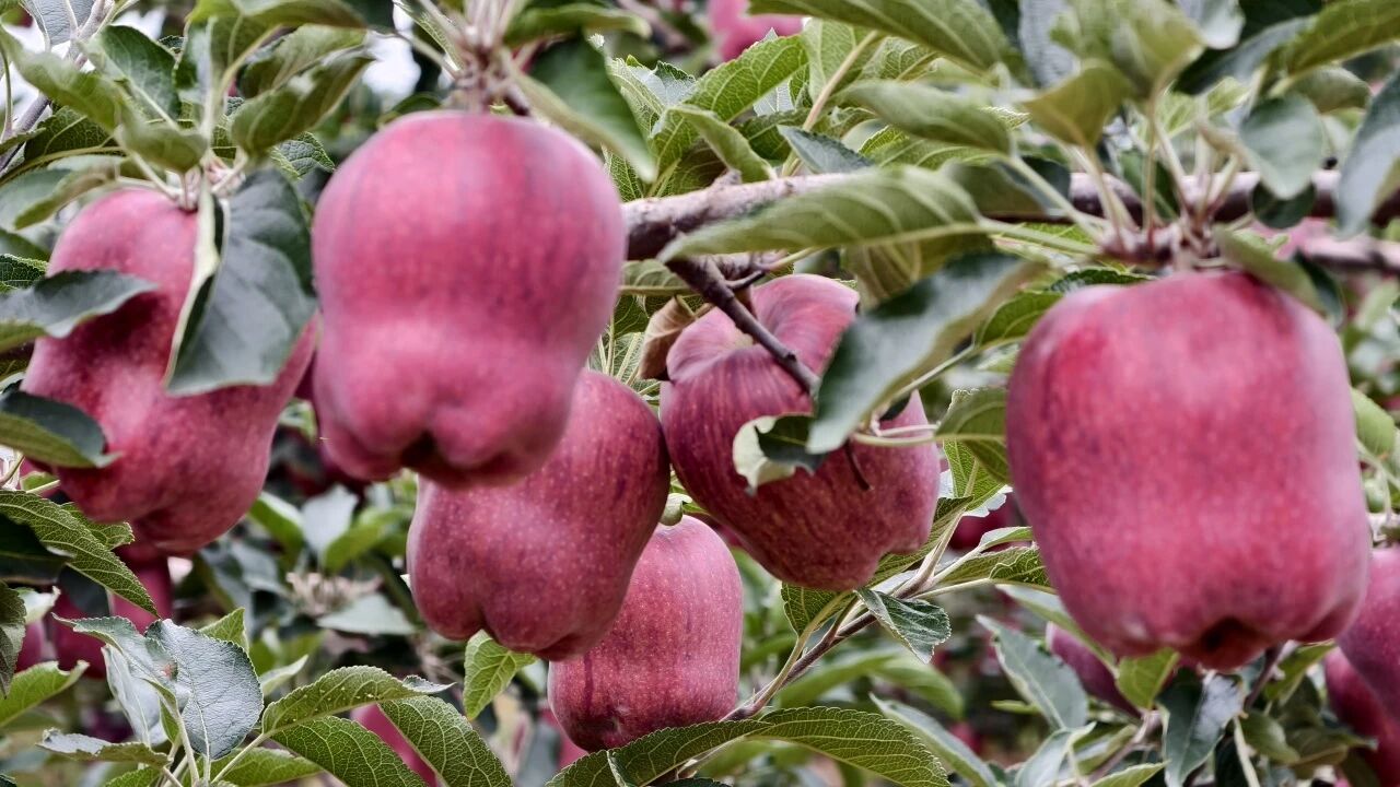 明德立达持续注入科技力量，明润丰®十年守护见真章