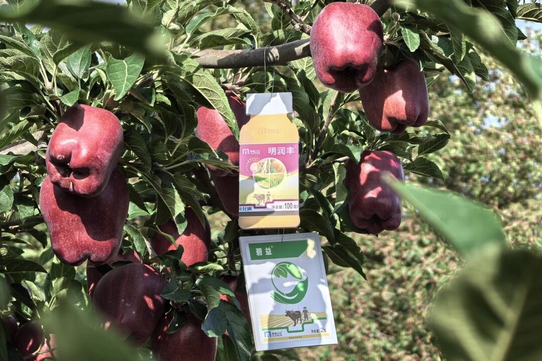 明德立达持续注入科技力量，明润丰®十年守护见真章