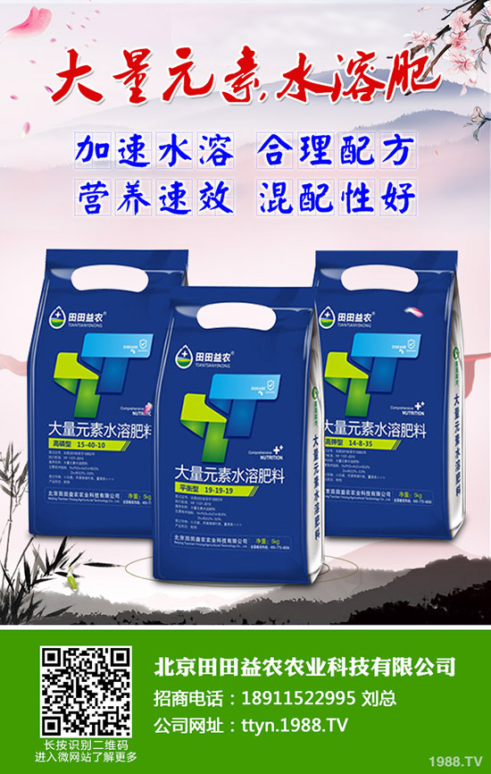 向日葵怎么种，向日葵高产管理技术有哪些？