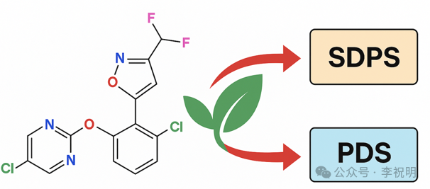 新型双重作用机理除草剂——嘧啶草噁唑 新型双重作用机理除草剂——嘧啶草噁唑