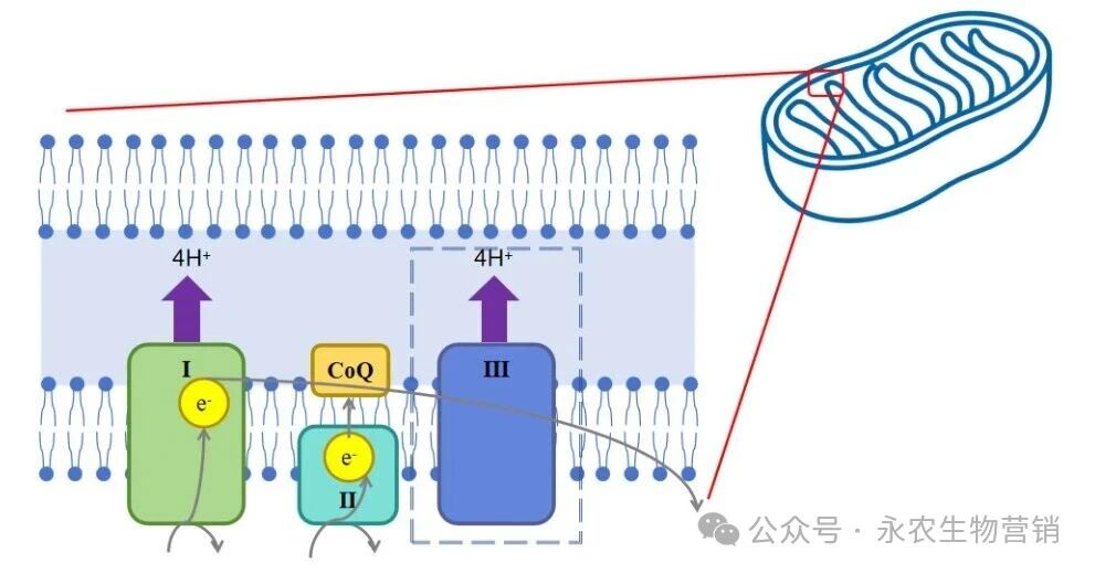 永农新型杀螨剂“灭螨醌”成功首登 永农新型杀螨剂“灭螨醌”成功首登