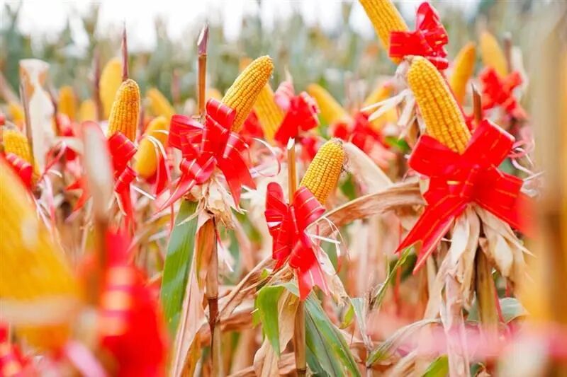 拜耳集成创新技术成果，打造耘远农场新标杆