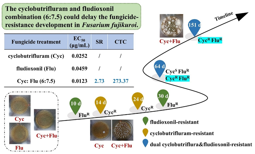三氟吡啶胺与咯菌腈复配,具有增效作用并延缓抗性 三氟吡啶胺与咯菌腈复配,具有增效作用并延缓抗性