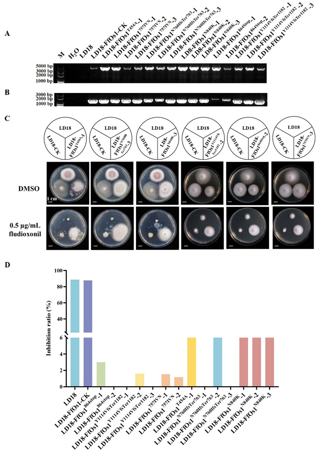 三氟吡啶胺与咯菌腈复配,具有增效作用并延缓抗性 三氟吡啶胺与咯菌腈复配,具有增效作用并延缓抗性