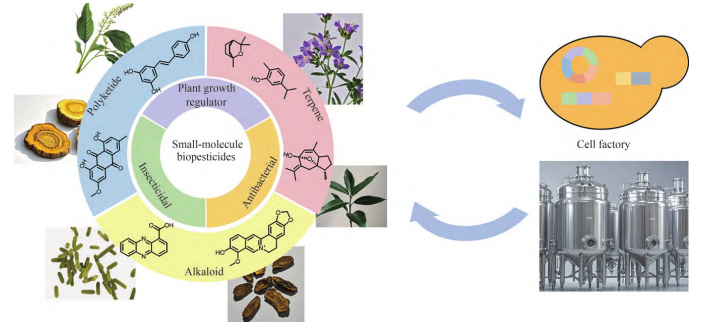 22种小分子生物农药研发进展