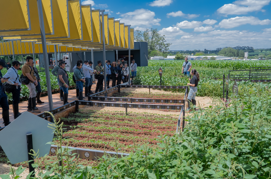 拜耳在巴西推出硝磺草酮、草铵膦等五种除草剂耐受性大豆种子，预计2027/2028作物季上市