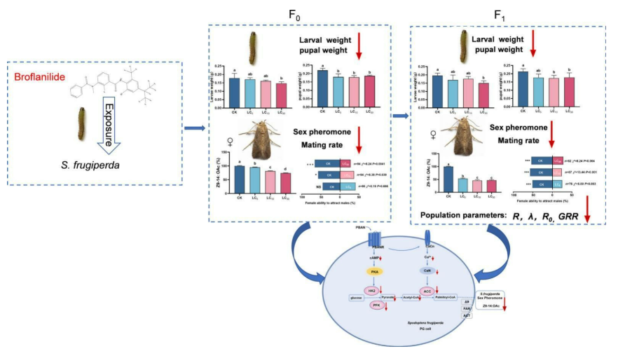溴虫氟苯双酰胺亚致死新发现：干扰性信息素合成，抑制草地贪夜蛾种群增长