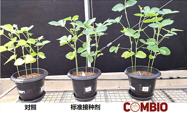 Innova Agrotecnologia：从资本青睐看生物制剂企业的创新之路