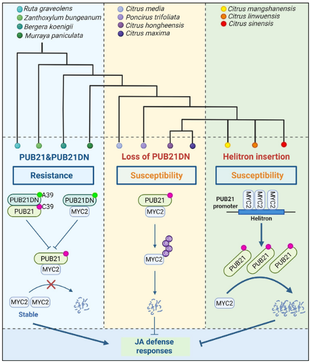 中科院微生物所研究团队提出进化原理驱动的柑橘黄龙病防控新策略