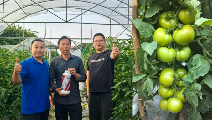 ″牛十三″一款新型肥料的技术逻辑:从营养补充到生物调控 ″牛十三″一款新型肥料的技术逻辑:从营养补充到生物调控