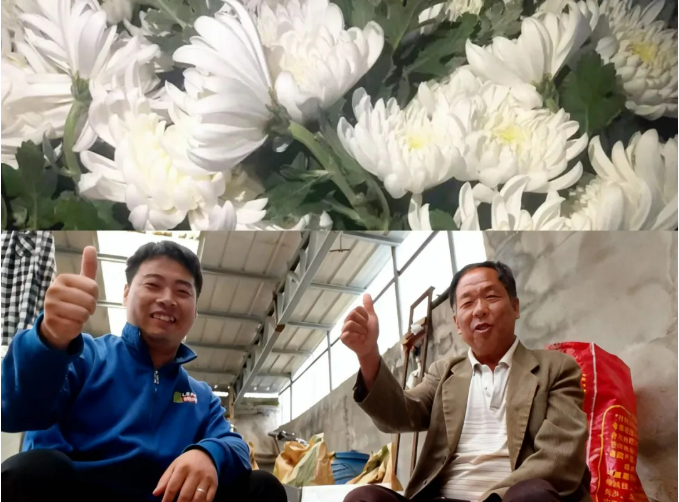 ″牛十三″一款新型肥料的技术逻辑:从营养补充到生物调控 ″牛十三″一款新型肥料的技术逻辑:从营养补充到生物调控