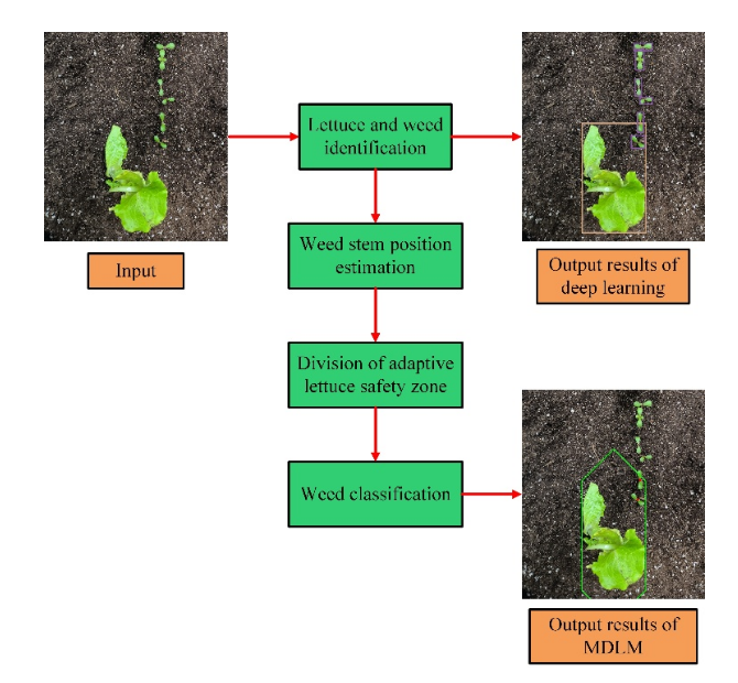 机械-激光协同除草新突破:中国农大团队研发特定作物场景下智能株间除草系统