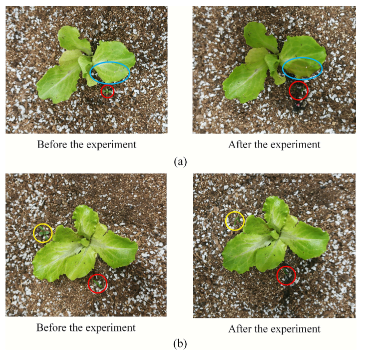 机械-激光协同除草新突破:中国农大团队研发特定作物场景下智能株间除草系统