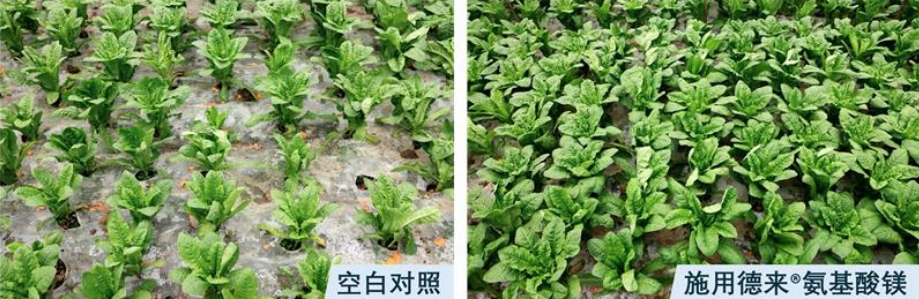 好吸收，起效快！拜耳德来®氨基酸镁重磅上市