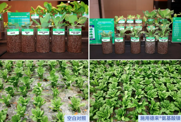 拜耳重磅推出作物健康品牌德来®家族新品——德来®氨基酸镁，重塑氨基酸类产品行业认知