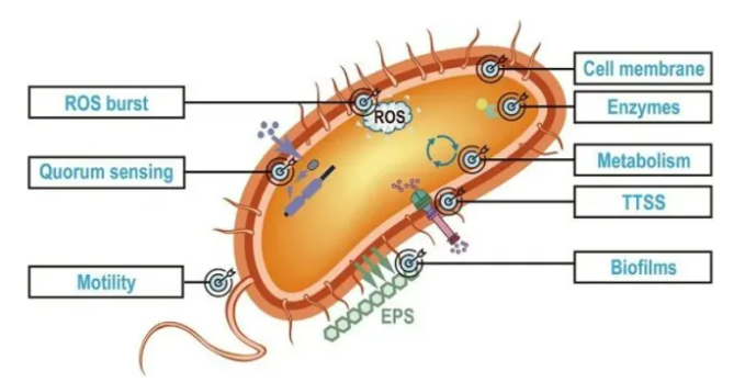 宋宝安院士团队发文综述植物病原细菌防治新靶标、新化合物与AI设计前沿