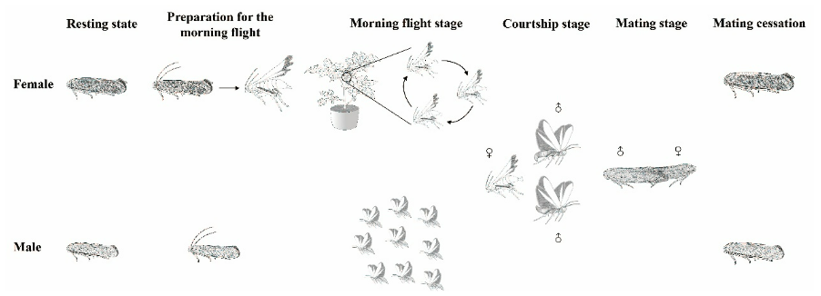番茄潜叶蛾″晨飞-交配″节律被系统性阐明，为信息素产品精准防控指引时间窗口