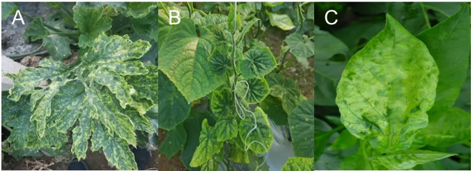 新朝阳健力希®成功上市：″微藻蛋白肽″作物免疫病毒的新路径