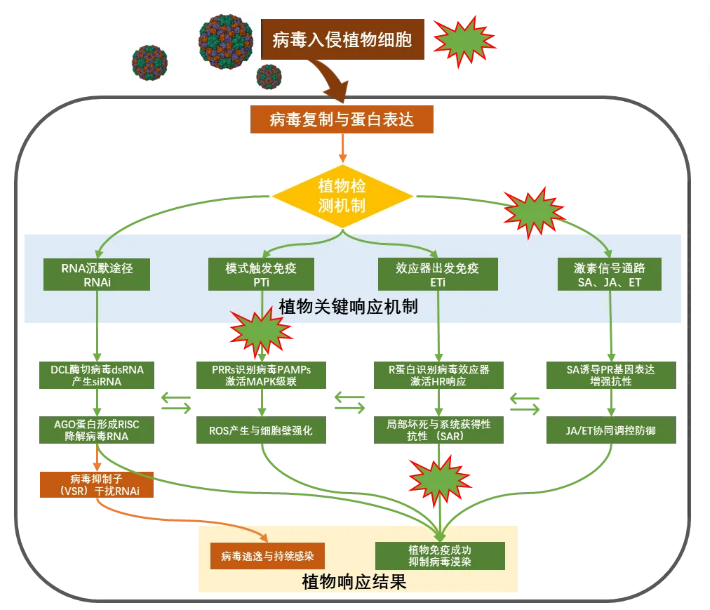 新朝阳健力希®成功上市：″微藻蛋白肽″作物免疫病毒的新路径