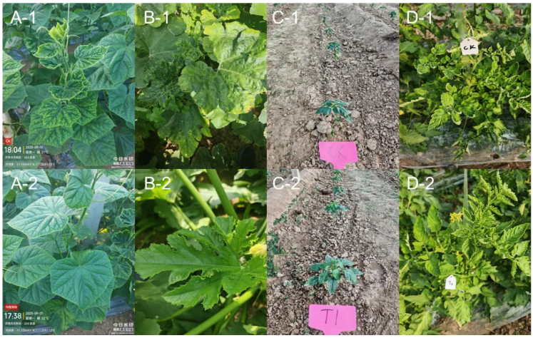 新朝阳健力希®成功上市：″微藻蛋白肽″作物免疫病毒的新路径